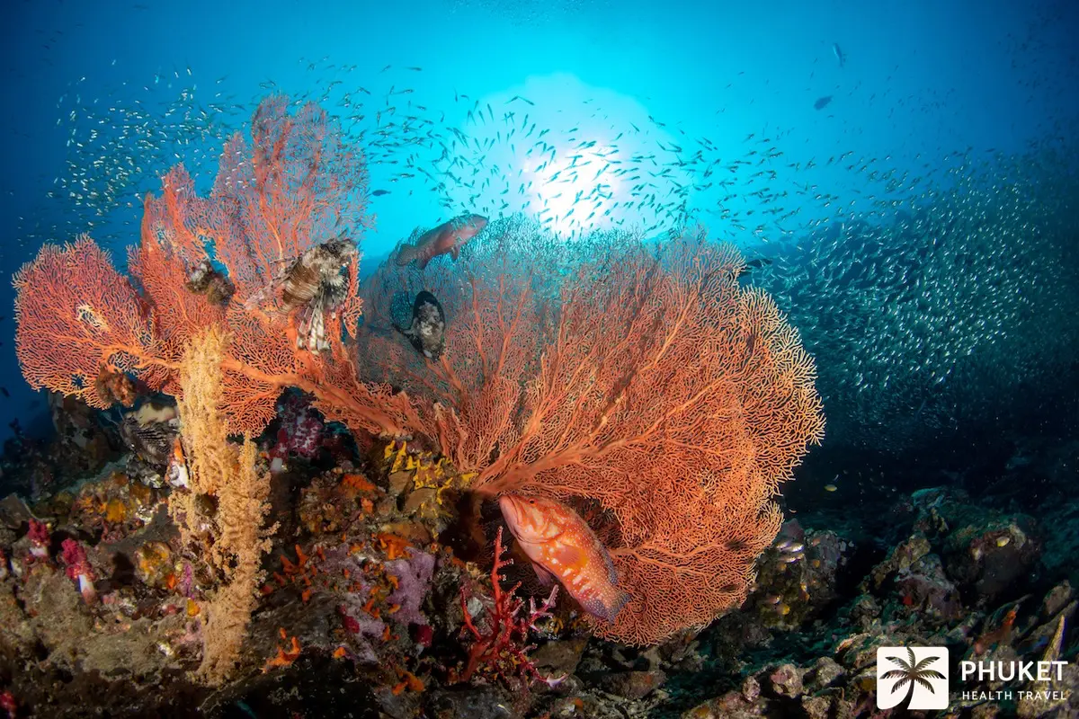 สภาพแวดล้อมปะการังของเกาะสิมิลัน